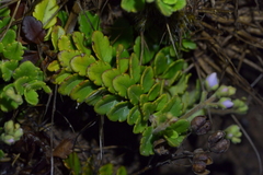 Veronica hookeriana