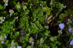 Veronica hookeriana