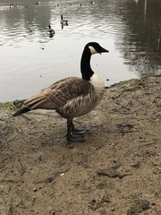 Branta canadensis