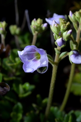 Veronica hookeriana