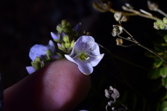 Veronica hookeriana