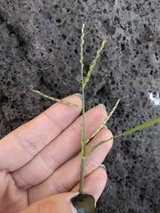 Urochloa subquadripara