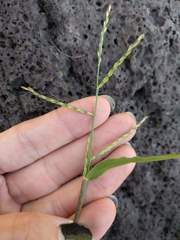 Urochloa subquadripara