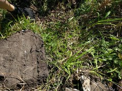 Urochloa subquadripara