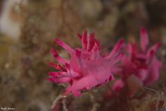 Okenia atkinsonorum
