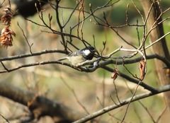 Periparus ater