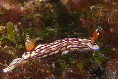 Hypselodoris whitei