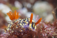 Hypselodoris zephyra