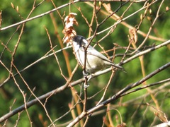 Periparus ater