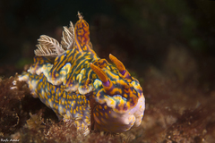 Miamira flavicostata