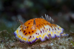 Goniobranchus collingwoodi