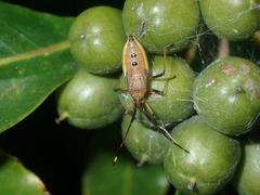 Amblypelta nitida