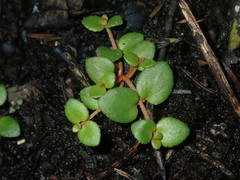 Gonocarpus micranthus micranthus
