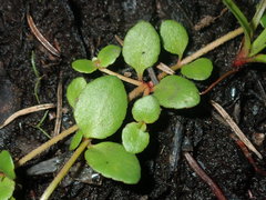 Gonocarpus micranthus micranthus