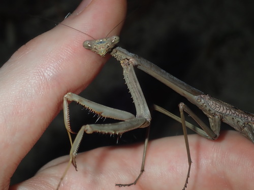 Australian Stick Mantis photo 2