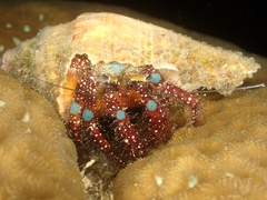 Dardanus guttatus