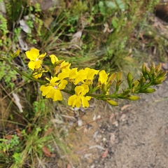 Goodenia decurrens