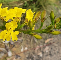 Goodenia decurrens