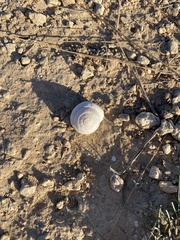 Sphincterochila