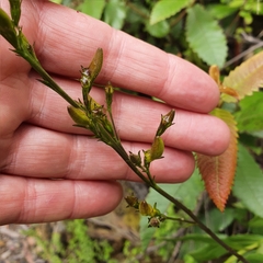 Goodenia decurrens