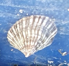 Siphonaria guamensis