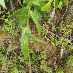 Goodenia decurrens