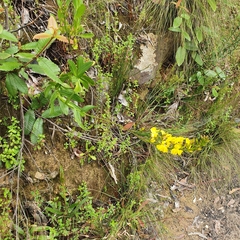 Goodenia decurrens