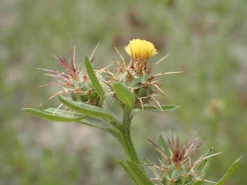 Centaurea melitensis