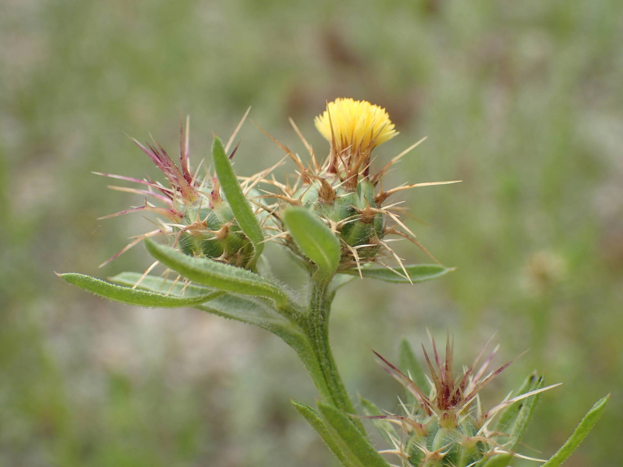 Centaurea melitensis