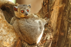 Lepilemur leucopus