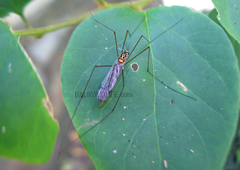 Nephrotoma australasiae