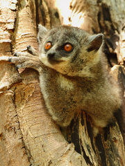 Lepilemur leucopus