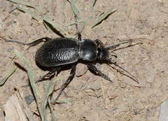 Carabus erosus