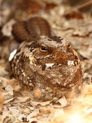 Caprimulgus madagascariensis
