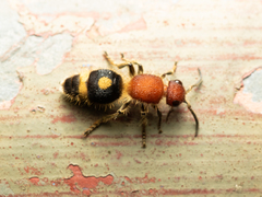 Odontomutilla uranioides