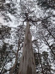 Eucalyptus nobilis