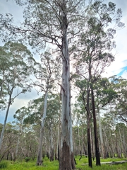 Eucalyptus nobilis