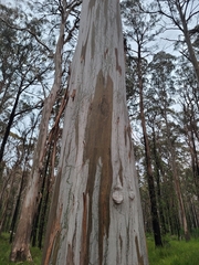 Eucalyptus nobilis