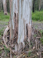 Eucalyptus nobilis