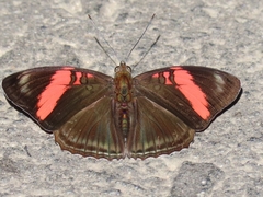 Adelpha lycorias