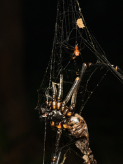 Nephila pilipes