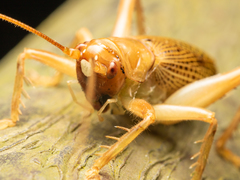 Ocellarnaca