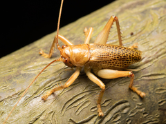 Ocellarnaca