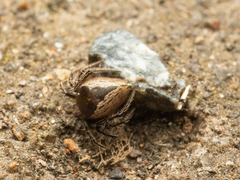 Emertonella taczanowskii