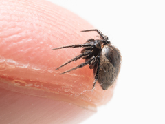 Emertonella taczanowskii