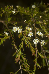 Sannantha angusta