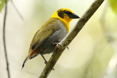 Ploceus nelicourvi