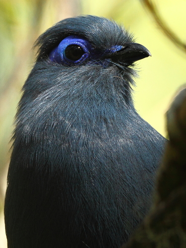 Blue Coua