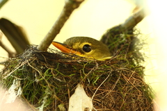 Xanthomixis zosterops