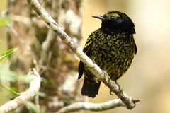 Philepitta castanea